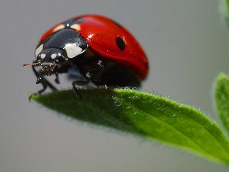 Coccinelle001